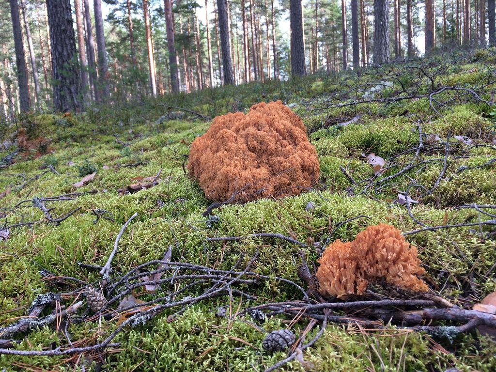 Lakehouse Saimaa B&B Taipalsaari Kültér fotó